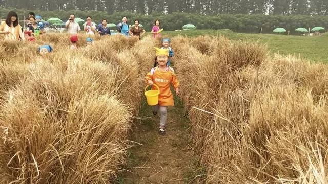 孩子们的乐园他要做万千孩子的「田妈妈」冰球突破豪华版把30多个城郊农场爆改成(图13)