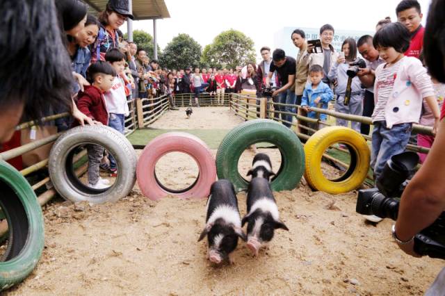 孩子们的乐园他要做万千孩子的「田妈妈」冰球突破豪华版把30多个城郊农场爆改成(图22)